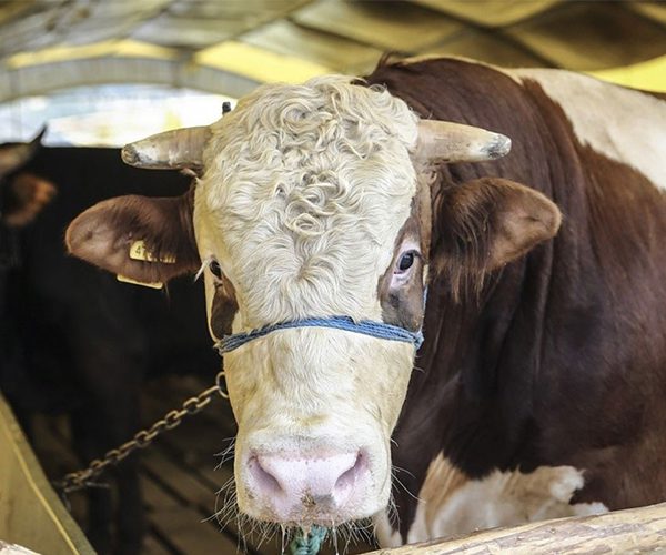 Afrika Kurban Büyükbaş